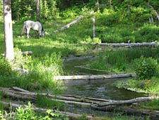 Beard Outfitters ~ Grazing