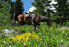 Beard Mountain Ranch Trail Rides